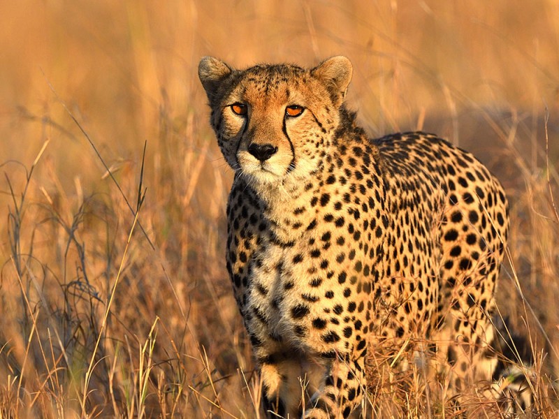 14 DAYS  KENYA  SAFARIS