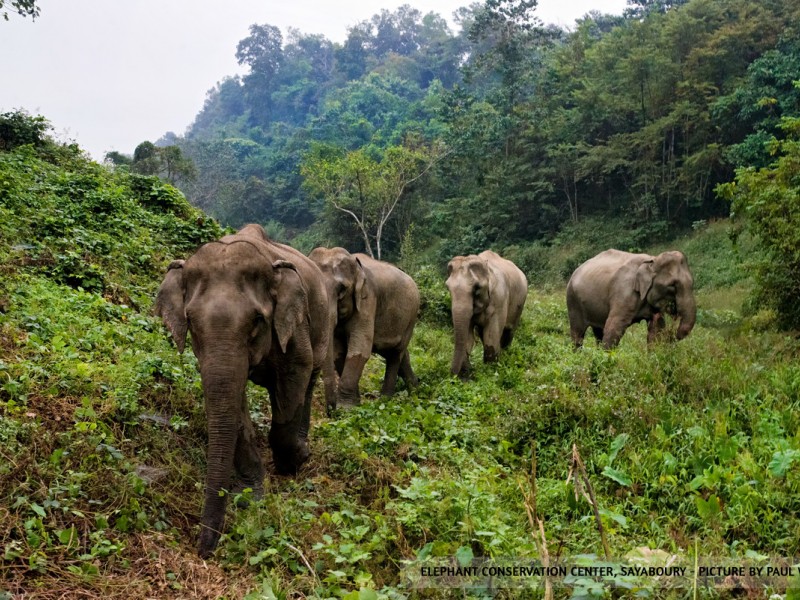 2 days / 1 night at the Elephant Conservation Center