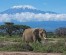 3 Day Amboseli Safari