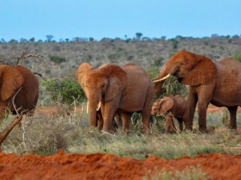 8 Days Best Of Kenya Safari