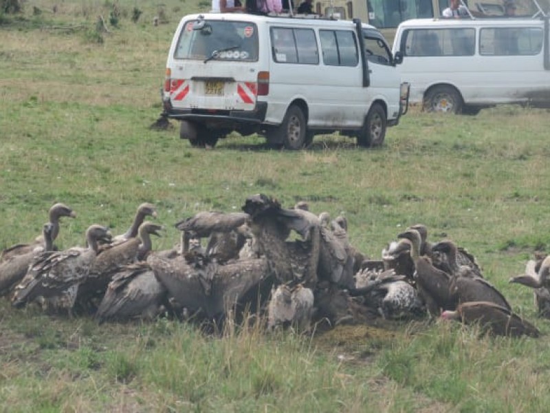 Discover Africa Wildlife & Sandy Beaches