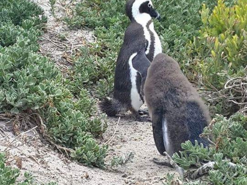 Cape of Good Hope