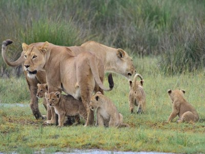 3 Days Nature tour itinerary for tanzania: Spot The Animal Life Of African Grasslands