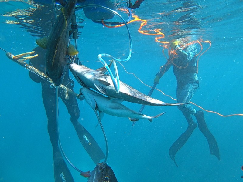 Reef Spearfishing in Punta Cana