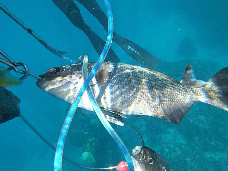 Reef Spearfishing in Punta Cana