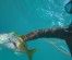 Reef Spearfishing in Punta Cana