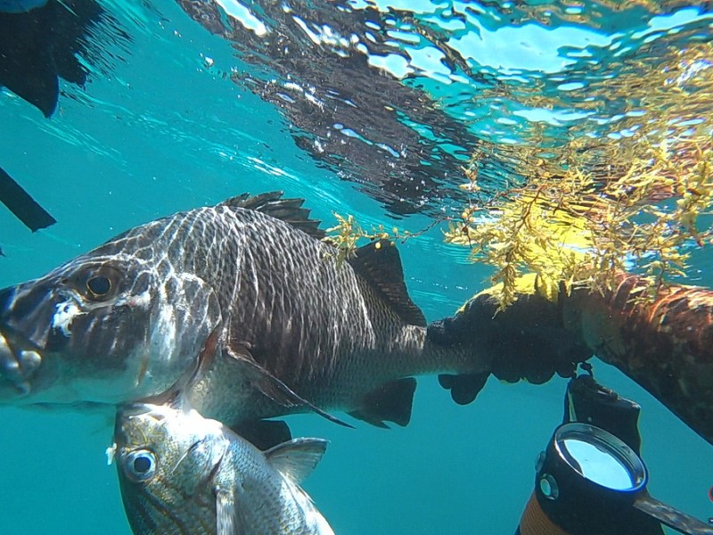 Reef Spearfishing in Punta Cana