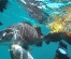 Reef Spearfishing in Punta Cana