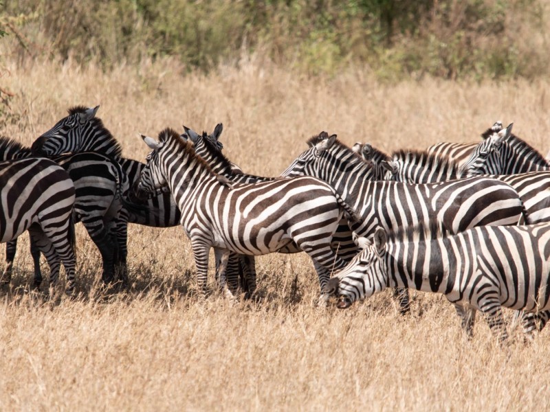 Tanzania Budget Safaris, full day in Arusha National Park