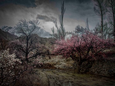 Hunza Cherry Blossom Tour