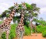8 Days Solo Travelers Group Safari Holidays Tour Package