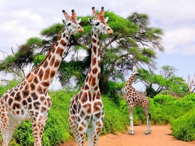 8 Days Solo Travelers Group Safari Holidays Tour Package