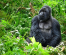 4 Days Ultimate Uganda Gorilla Trekking Experiences