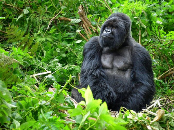 4 Days Ultimate Uganda Gorilla Trekking Experiences