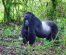 5 DAY –UGANDA GORILLA & CHIMPANZEE TREKKING TOUR