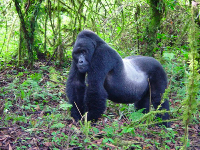 5 DAY –UGANDA GORILLA & CHIMPANZEE TREKKING TOUR