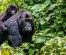 4 Day Rwanda Gorilla & Golden monkey Trekking Experience