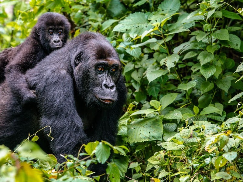 4 Day Rwanda Gorilla & Golden monkey Trekking Experience