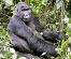 4 Days Ultimate Uganda Gorilla Trekking Experiences