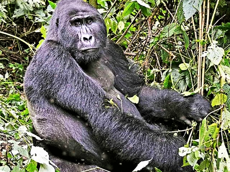 4 Days Ultimate Uganda Gorilla Trekking Experiences