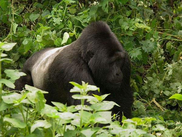 6 Days Explore Uganda Safari