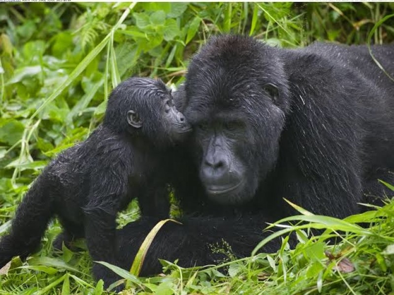 4 Days Ultimate Uganda Gorilla Trekking Experiences