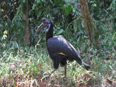 7 Days Ultimate Uganda Bird Watching, Primates and Wildlife Safari