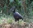 7 Days Ultimate Uganda Bird Watching, Primates and Wildlife Safari