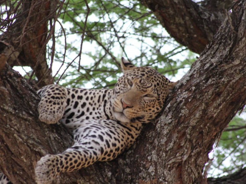 4 Days Safari tour itinerary for tanzania: Scout Through These National Parks Arusha, Tarangire National Park, Serengeti National Park, Ngorongoro