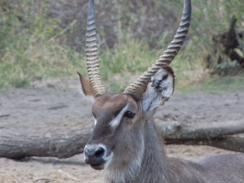 4 Days Safari tour itinerary for tanzania: Scout Through These National Parks Arusha, Tarangire National Park, Serengeti National Park, Ngorongoro