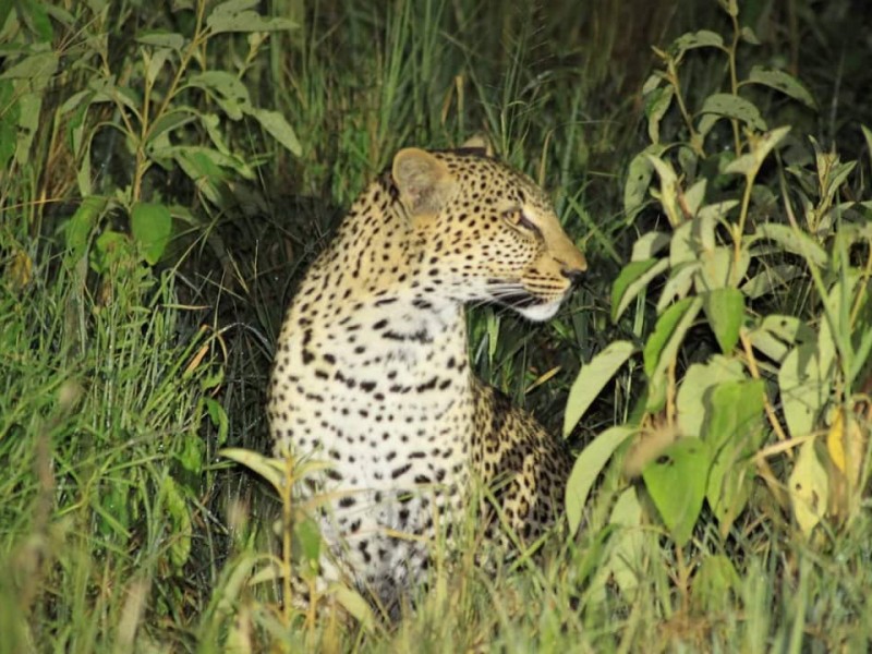 3 Days Nature tour itinerary for tanzania: Spot The Animal Life Of African Grasslands