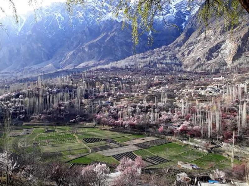 Hunza Valley Spring blossom tour north Pakistan
