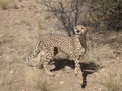 Half day Game drive near Windhoek