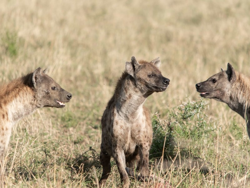 Tanzania Budget Safaris, full day in Arusha National Park