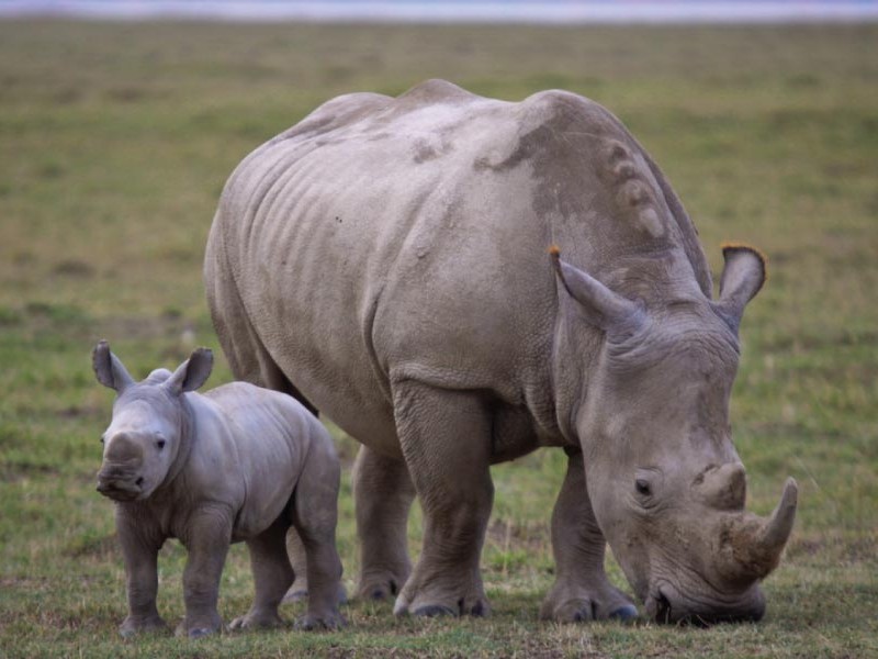 Discover Maasai Mara: 3-Day Group Safari Excursions