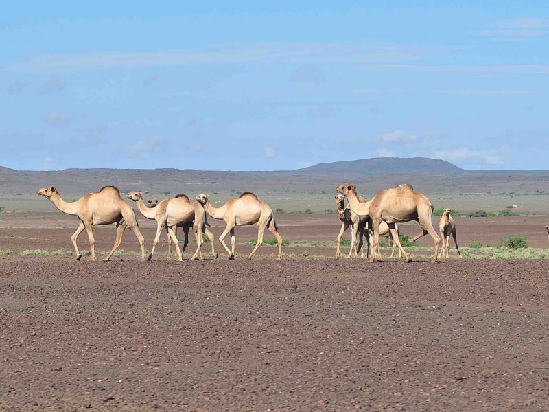 10 Days Lake Turkana Camping Safari Tours