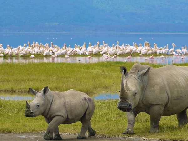 4 DAYS MAASAI MARA/ LAKE NAKURU  SAFARI