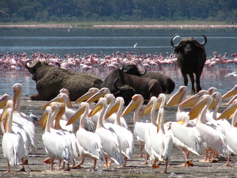 4 DAYS MAASAI MARA/ LAKE NAKURU  SAFARI