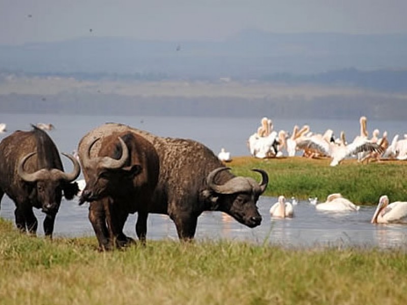 5 Days Budget Camping Kenya Safari Tours