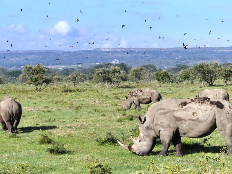 7 Days Kenya Budget Camping Safari Tours