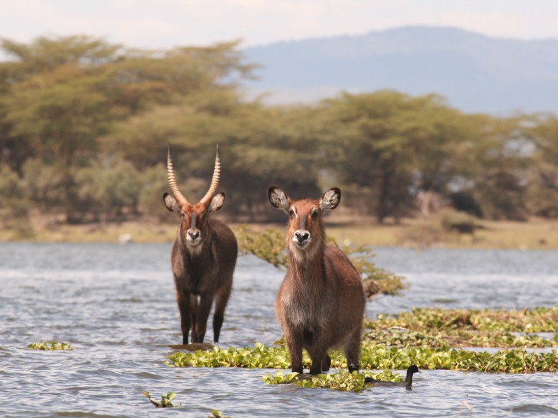 9 Days Kenya Family Safari Holiday Packages