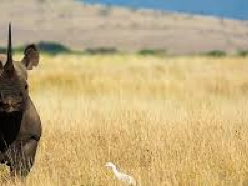 7 Days Kenya Family Safari Holiday Package