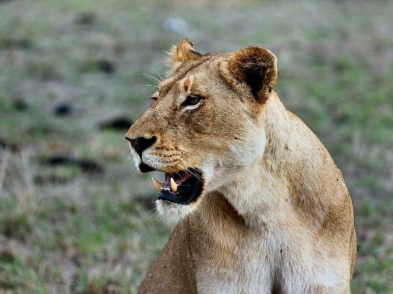 5 Days Budget Camping Kenya Safari Tours