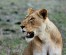 5 Days Budget Camping Kenya Safari Tours