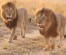 6 DAYS WILDLIFE KENYA SAFARIS