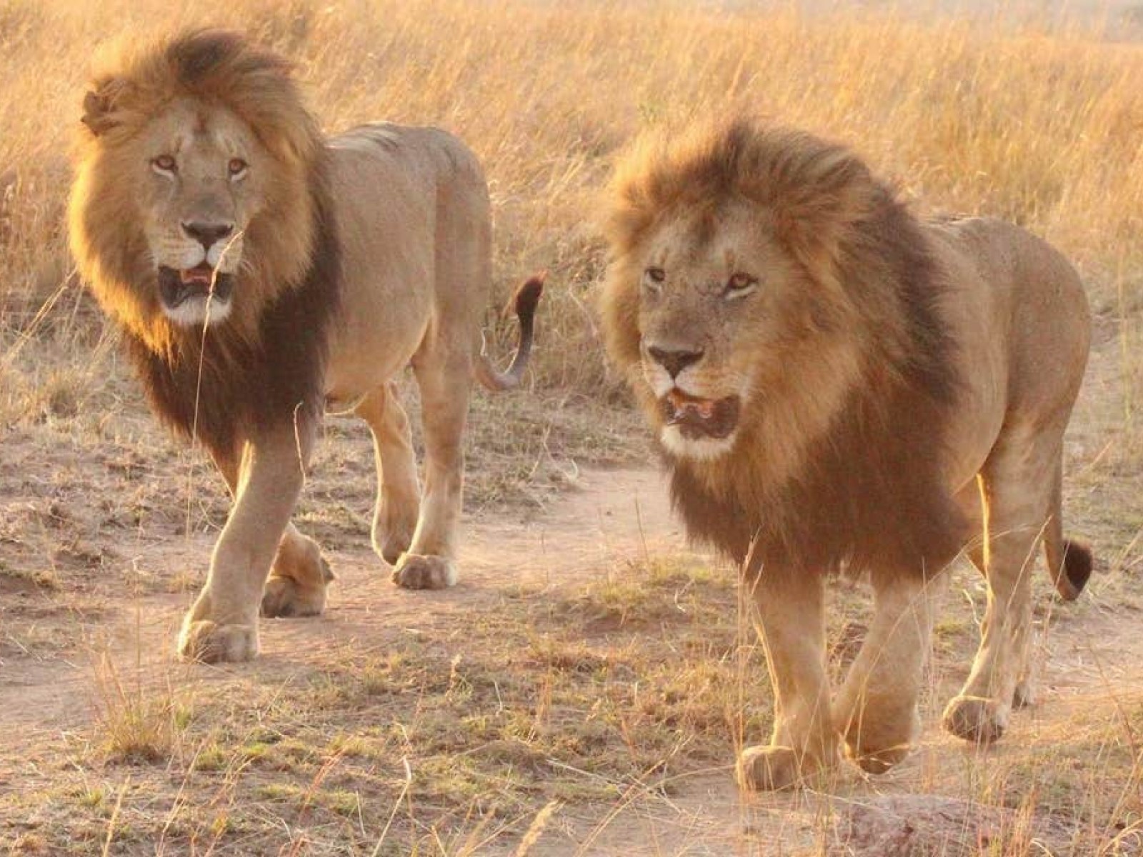 Лева 2 часа. Африканский Лев. Болотные львы. Два Льва. Лев в Танзании.