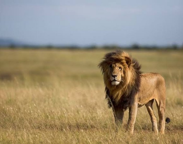 10 Days Great wildlife safaris Kenya and Beach Holidays