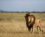 10 Days Great wildlife safaris Kenya and Beach Holidays