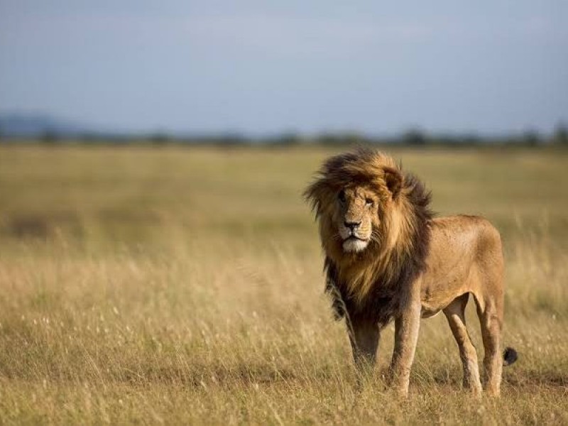 10 Days Great wildlife safaris Kenya and Beach Holidays