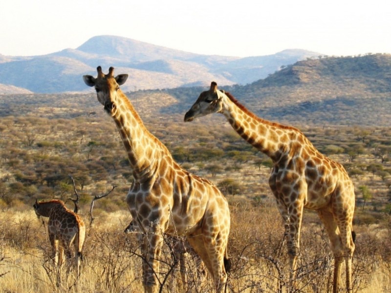 Half day Game drive near Windhoek